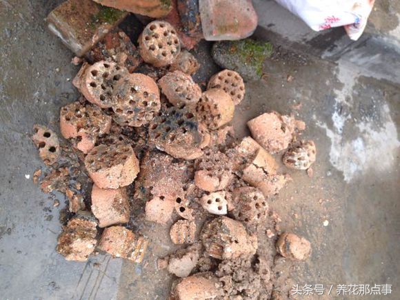 盆栽板结的土壤怎样改良,盆栽土种什么防止板结