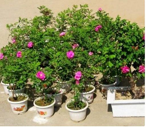 家里养的花死了怎么救活,家里养的花死了一生不愁吃穿