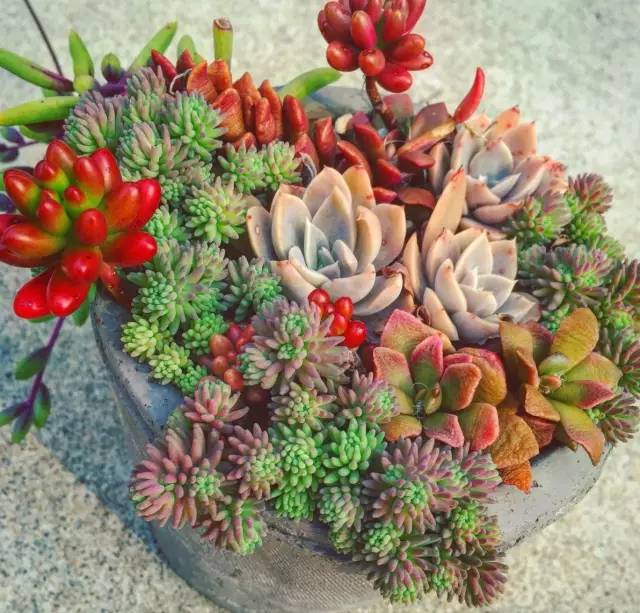 有一家多肉解忧杂货铺是一种怎样的体验