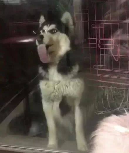 男子便宜买了只哈士奇,男子贪图便宜在网上买了哈士奇