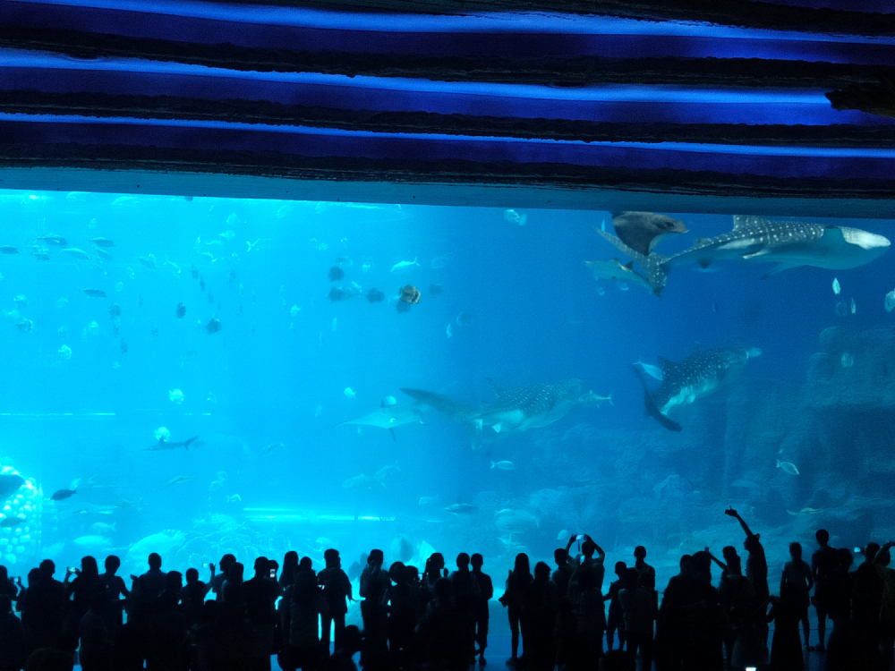 去珠海长隆海洋王国住哪里好,海昌海洋公园和长隆海洋王国