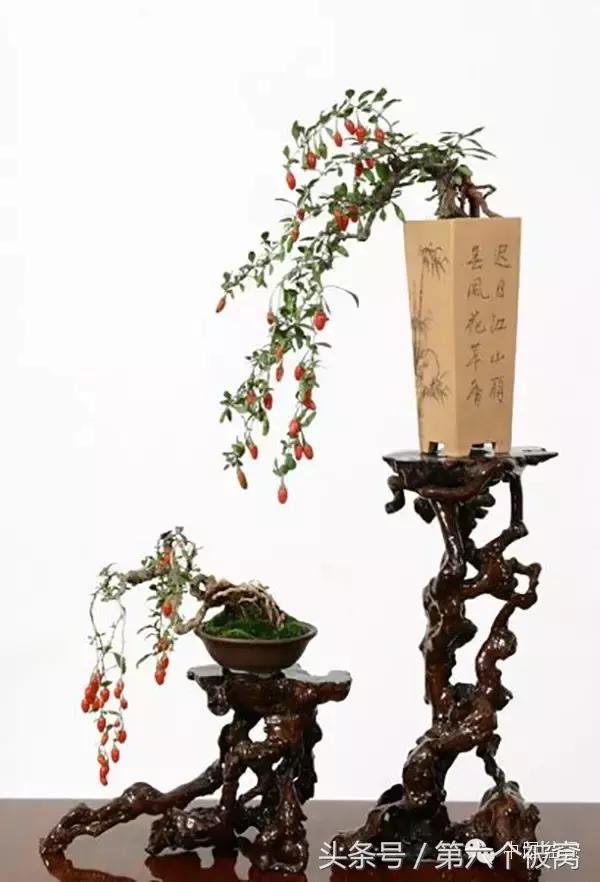 芽叶枝花都可赏,北国红豆亦相思