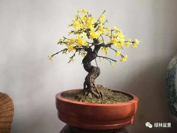 造型独特的迎春花盆景,迎春花盆景有哪些造型特点