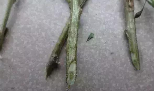 在家里边种枸杞好不好,在家里可以种枸杞树吗