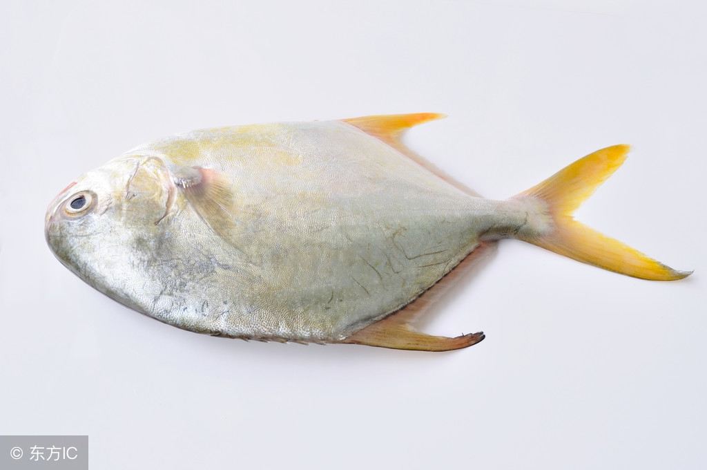 这种鱼是南方的人的最爱，风险低，生长快，喂养半年体重达一斤！