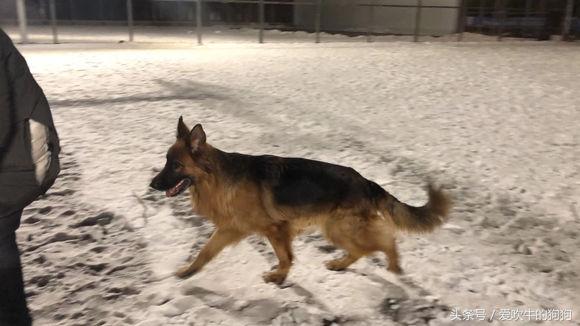 为什么要养狗长毛德牧,长毛德牧是名犬吗