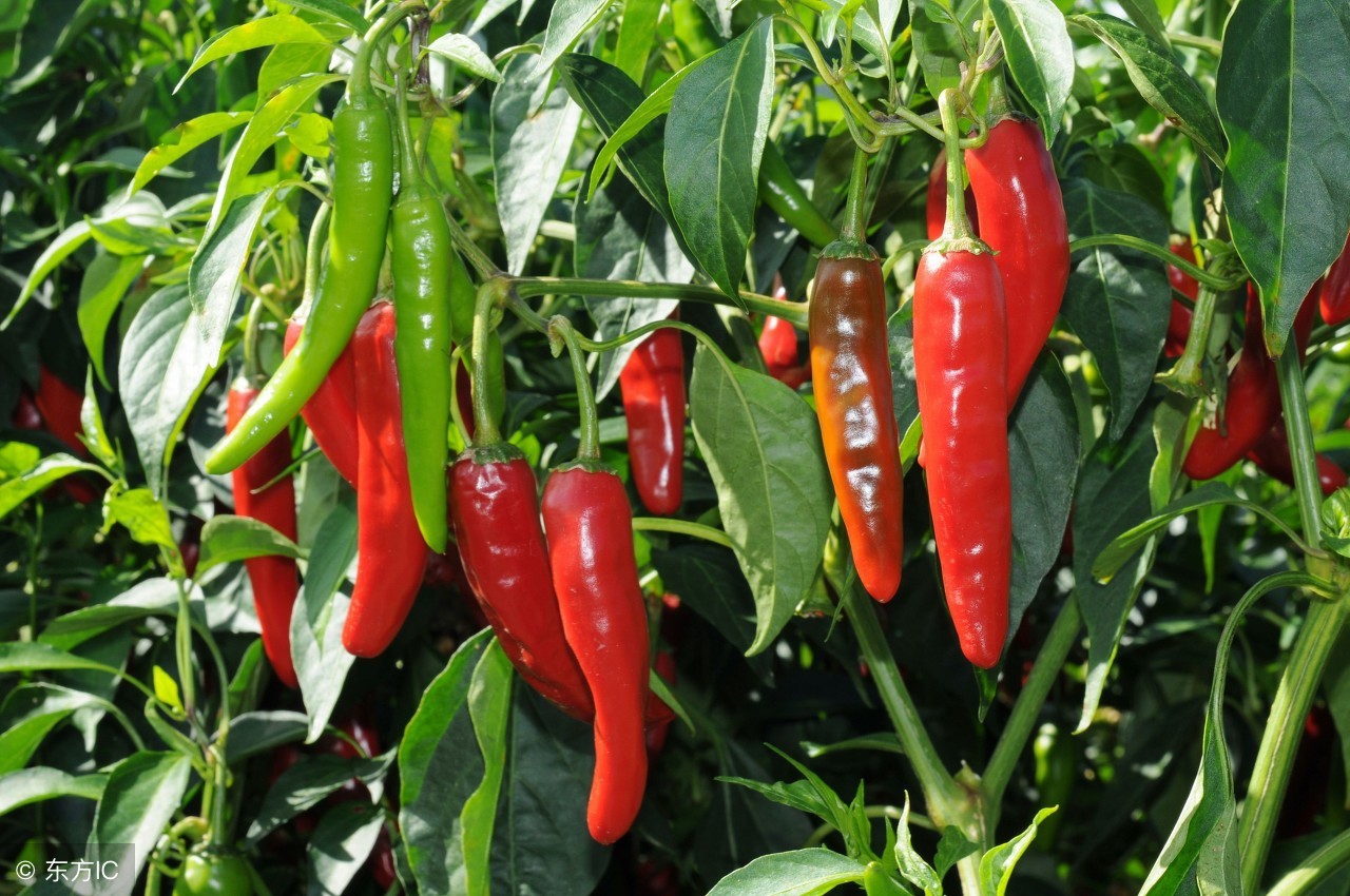 吃太辣可引发多种不适,这几类人群吃辣应谨慎