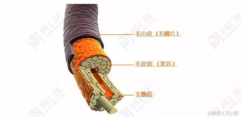 为什么别人的头发总是光滑柔顺你的却毛躁不堪？漫画教你如何护发