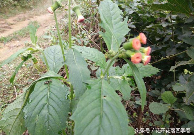 既可以食用又可以观赏的花,既能观赏又可食用的花