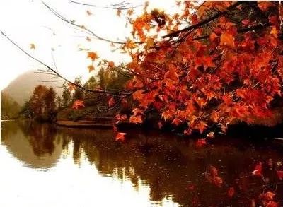 她借酒消愁：怎一个愁字了得；却醉词发问：知否？应是绿肥红瘦