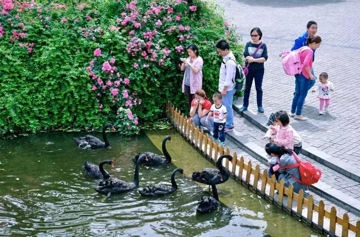 安逸，成都各区县的海棠花开了，周末带上家人或朋友踏春去哦