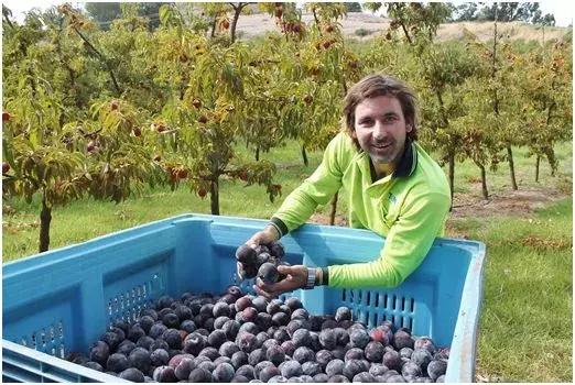 可以有助减肥的水果,抗衰老防痴呆水果