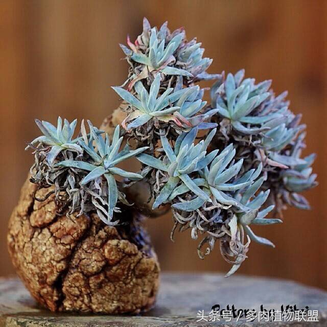 多肉微景观造型图片,国外多肉花园设计