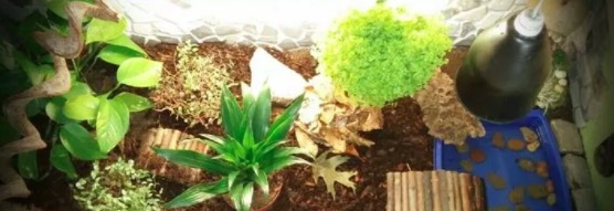 油彩木纹龟是蓝眼睛么,油彩木纹龟成体多大