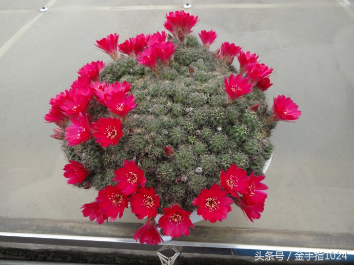 朱丽球，一款适合懒癌又容易开花爆盆仙人球