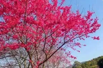 滚蛋吧,春困君!广东这些花花世界让你秒变龙马精神!