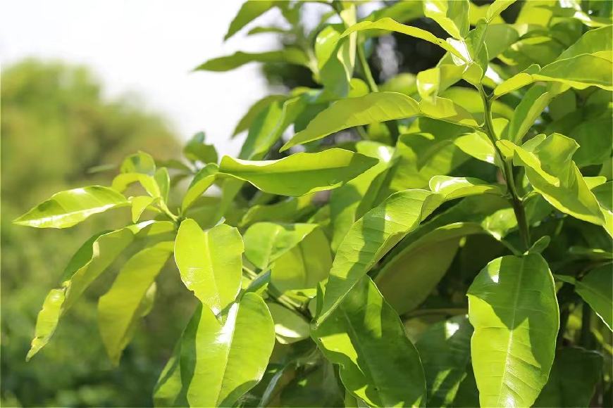 农药药害处理方法,农药药害解决办法