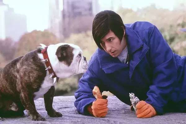 把狗当成狗就是对它最大的尊重,把一只狗从小当成人类养