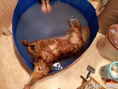 爱妖经大数据评测,爱妖经洗衣液不粘毛