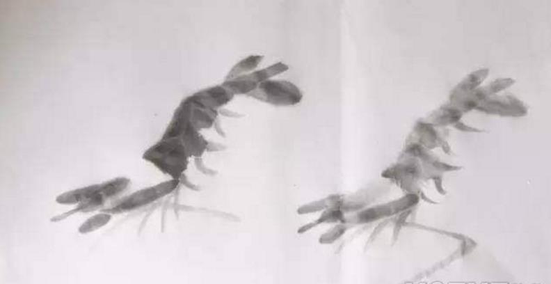 水墨大虾怎么画,水墨彩色大虾画