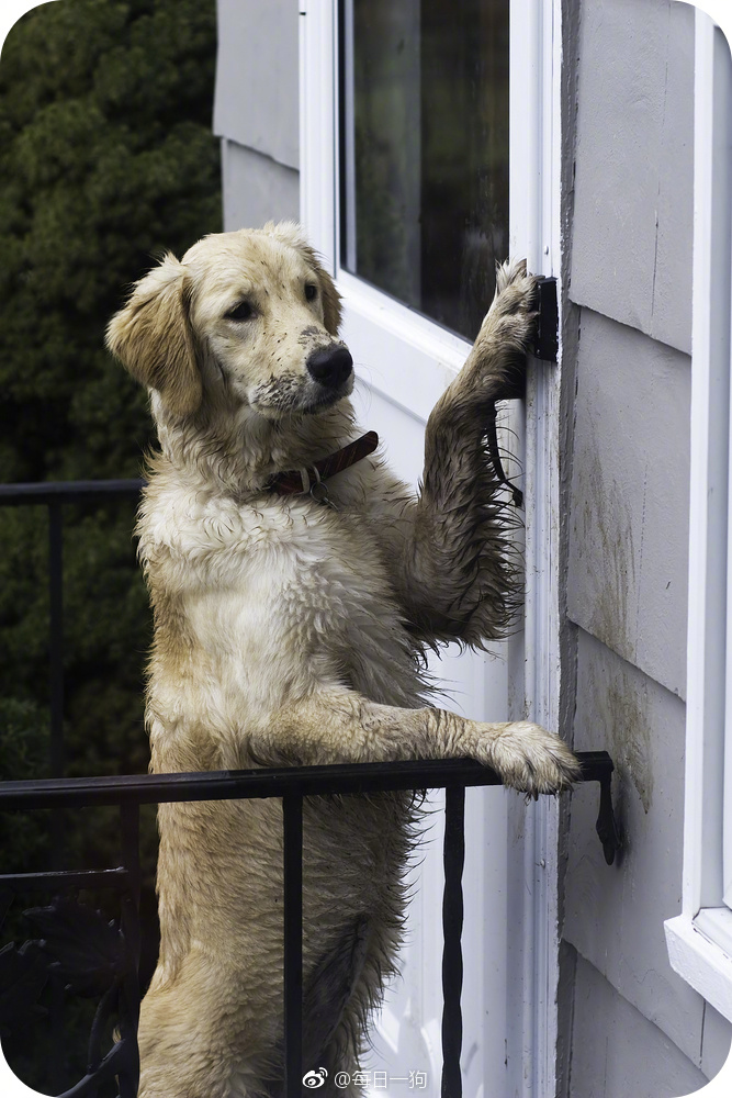 回到城市的狗子,回去过年的狗子