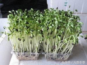 室内种植芽苗菜需要多少钱投资,种植芽苗菜要什么条件