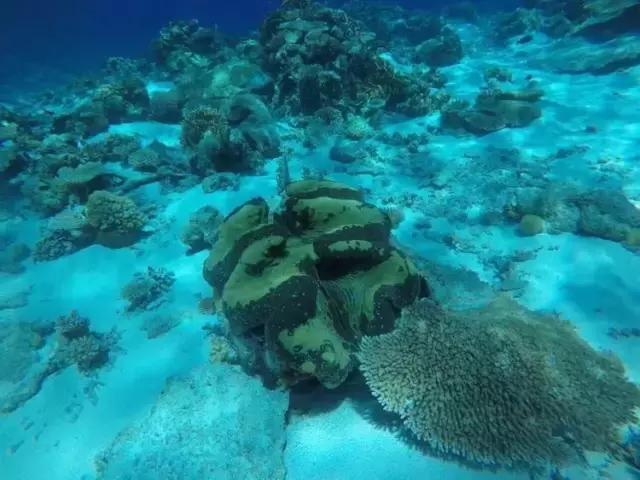 帕劳群岛隐藏攻略,帕劳旅游的优点和缺点