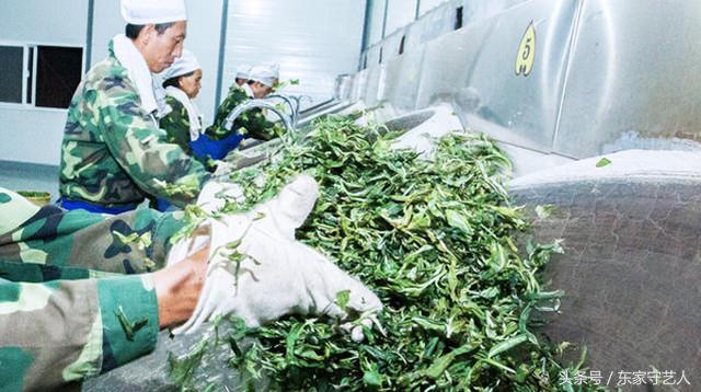 三万棵曼松古茶树,王子山曼松古茶树