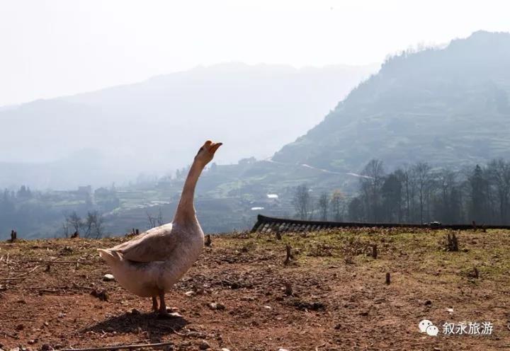 冰雹叙永白腊苗族乡,叙永白腊苗族乡后山
