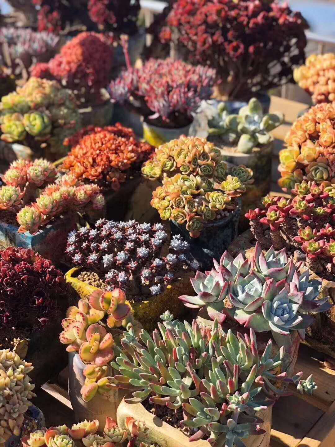 推荐新手养的多肉植物,多肉植物养殖方法新手如何浇水