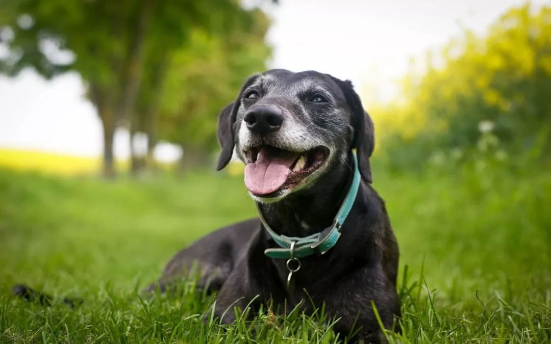 狗年说狗,许昌卧狗台故事