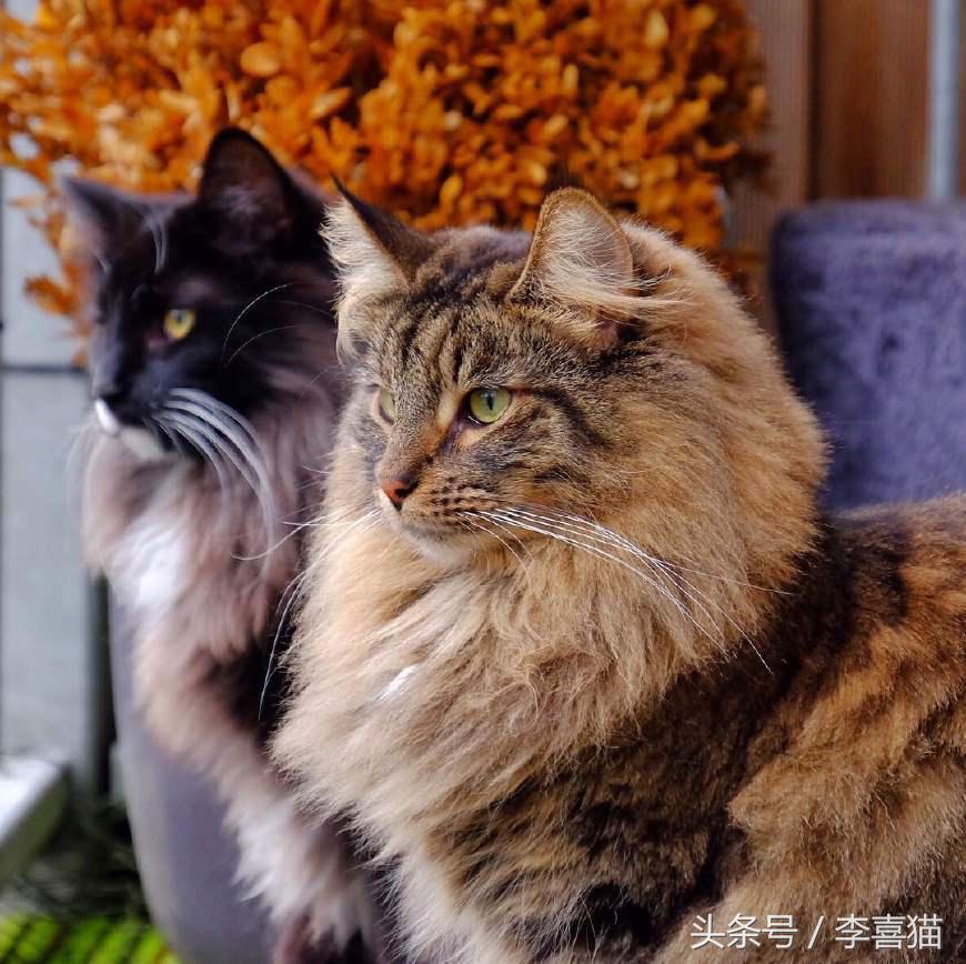 最会撩的挪威森林猫,高贵优雅灵动自然挪威森林猫