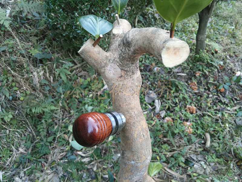 茶花嫁接技术图解大全集,茶花不去头腹接嫁接法