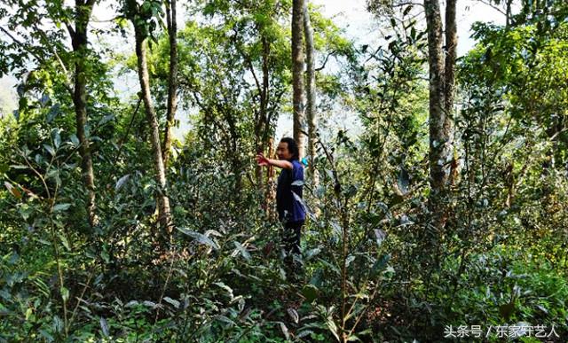 三万棵曼松古茶树,王子山曼松古茶树