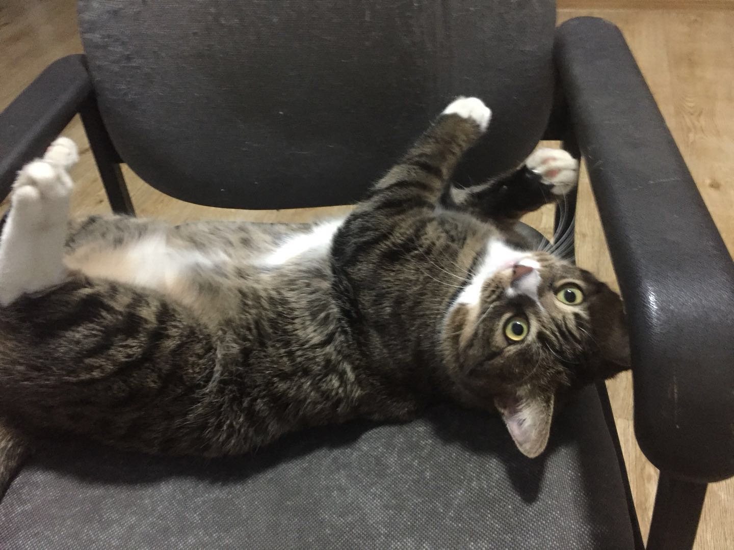 如何确定自家的猫主子到了求偶期?怎么应对?