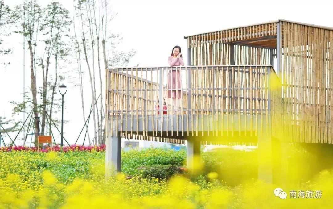 佛山南海赏油菜花,佛山南海油菜花田旅游景点