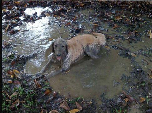 回到城市的狗子,回去过年的狗子