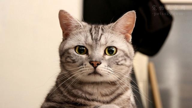 猫胆小出远门怎么办,猫特别惧怕主人的表现