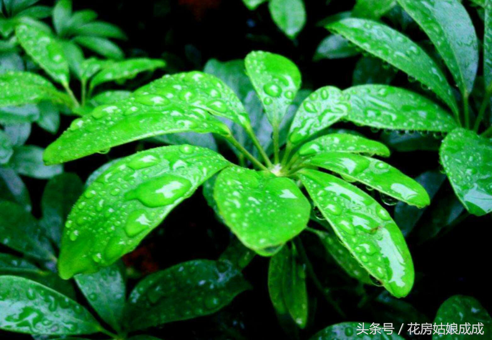 鸭掌木怎么养枝繁叶茂告别黄叶,招财树鸭掌木黄叶怎么回事