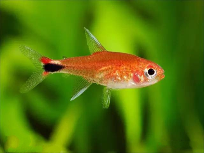 热带小型观赏鱼灯光,小型热带鱼水草灯