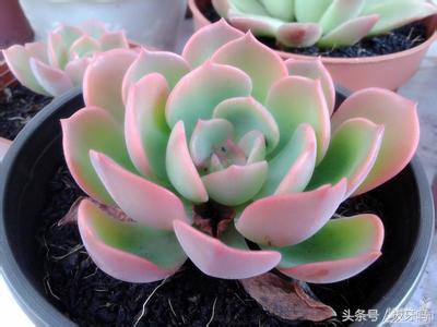 宝石花怎么用叶子种植,宝石花如何养好