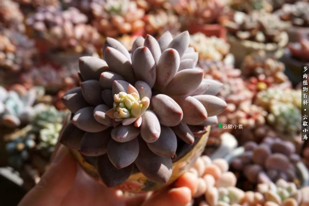 不负人间风月,不负人间风月创作的原声