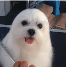 貂皮大衣2980,貂皮大衣5050