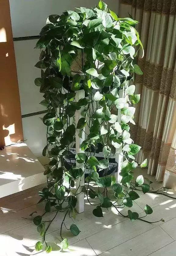 春天绿萝浇点“开荤剂”0.1米狂窜到100米，就像吃了兴奋剂很生猛