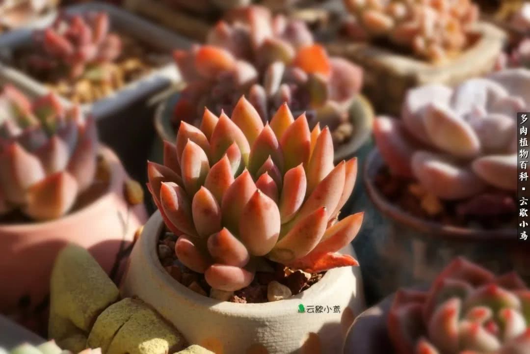 不负人间风月,不负人间风月创作的原声