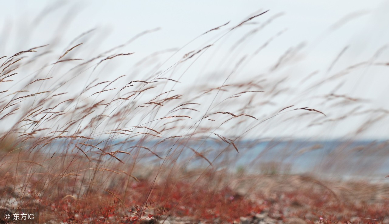 伤寒论真武汤在第几条,伤寒论真武汤教学视频