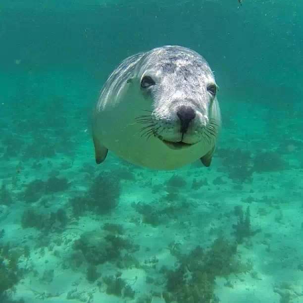 澳洲签证体检后多久签证可以获批,澳洲820签证转801签证需要多久