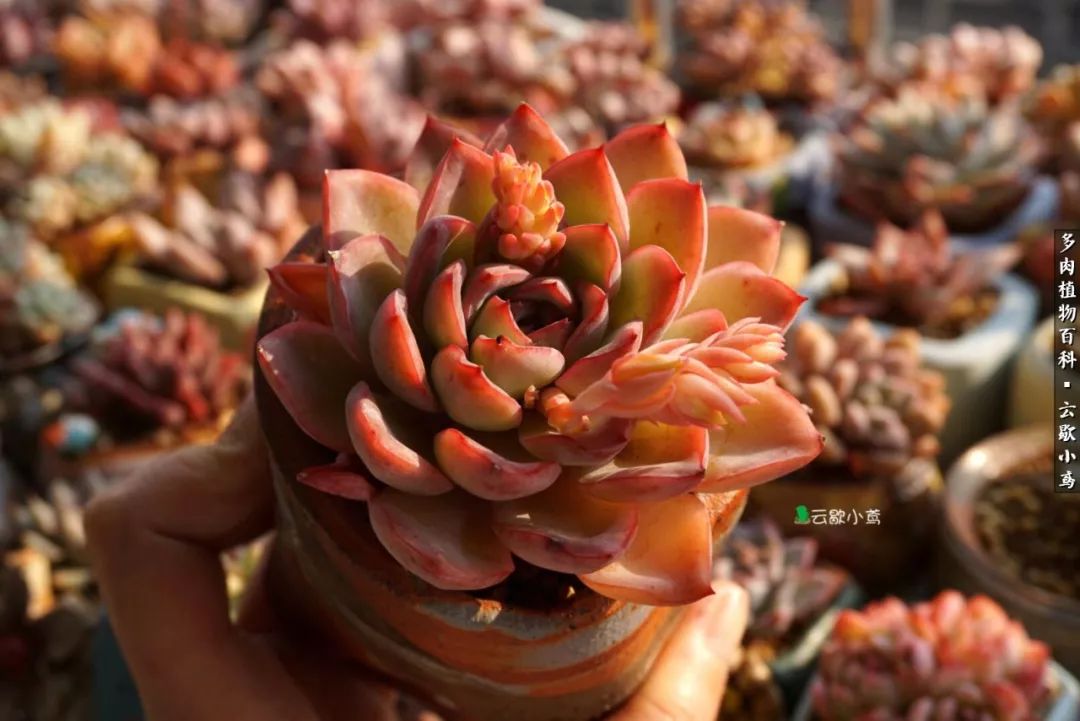 不负人间风月,不负人间风月创作的原声