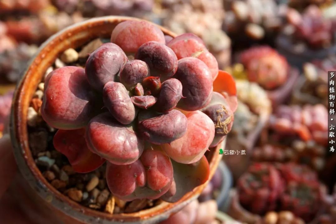 不负人间风月,不负人间风月创作的原声