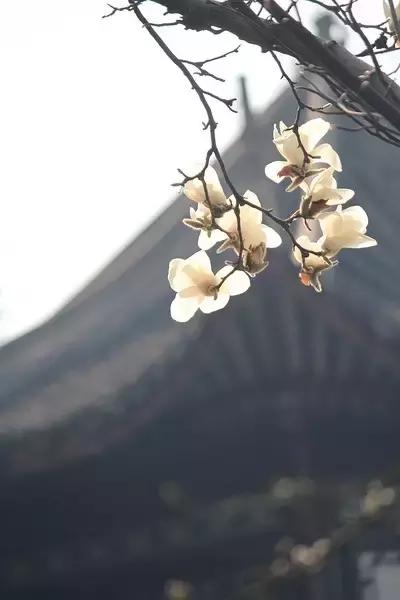 100种常年开花的植物,适合在家一年四季开花的植物